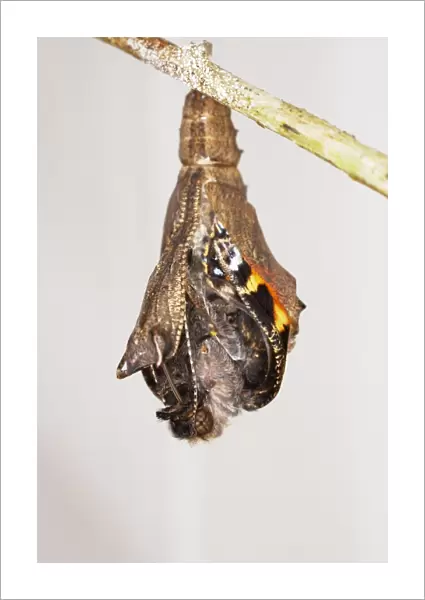 Small tortoiseshell butterfly (Aglais urticae) emerging from cocoon