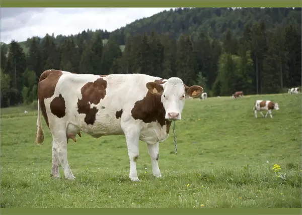 France, Jura, Les Moussieres, Simmental dairy cow standing in field in lush countryside, other cows in background