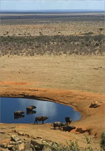 Kenya, Tsavo National Park, waterhole and buffalos near Voi Safari Lodge