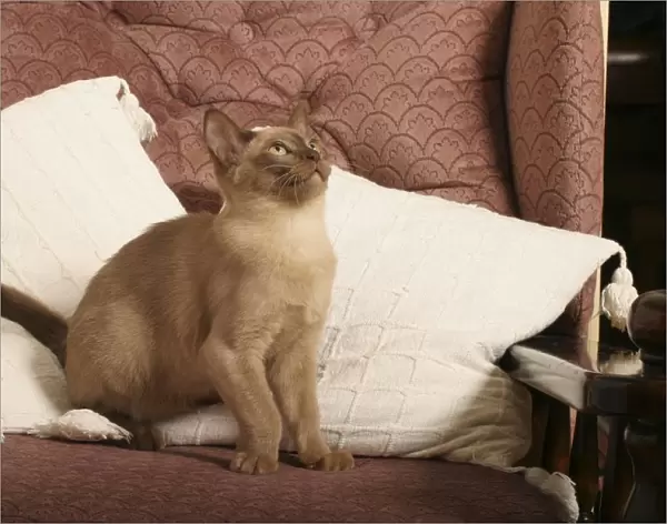 European Burmese cat seated on sofa, looking up
