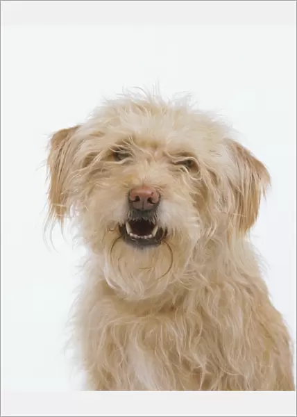 Light-brown wiry-haired dog with eyes covered by hair