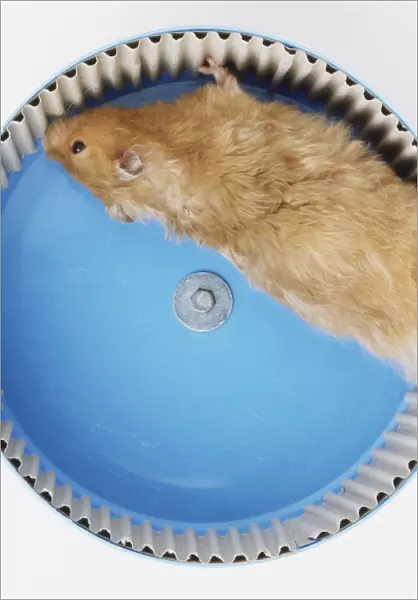 Syrian or Golden Hamster( Mesocricetus auratusrunning) on a treadmill, side view