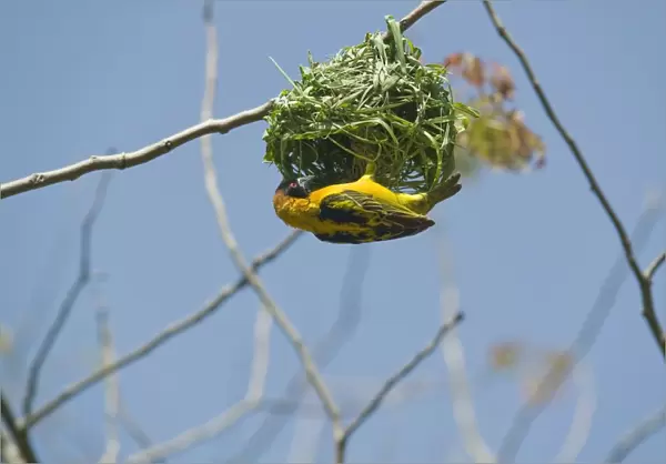 Spotted-backed weaver (Ploceus cucullatus) building nest, Kisumu, Kenya