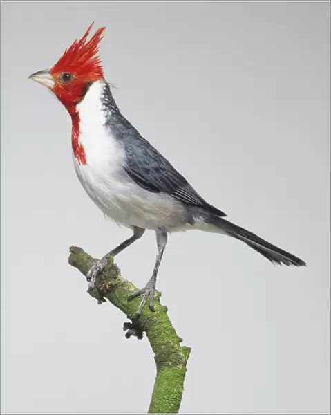 Red-crested Cardinal (Paroaria coronata) perched on branch, side view