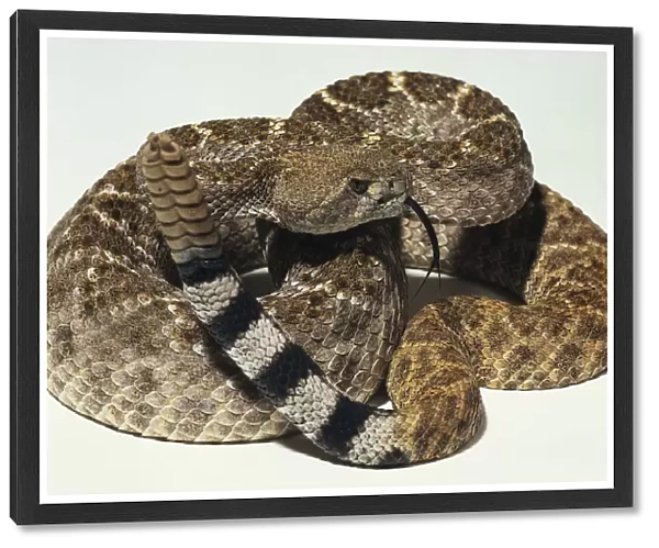 Overhead view of a partially coiled Western Diamondback Rattlesnake with the rattle raised, and a visible forked tongue. The heat pits are also visible on the head. A pattern of small speckles is superimposed over the large dorsal blotches