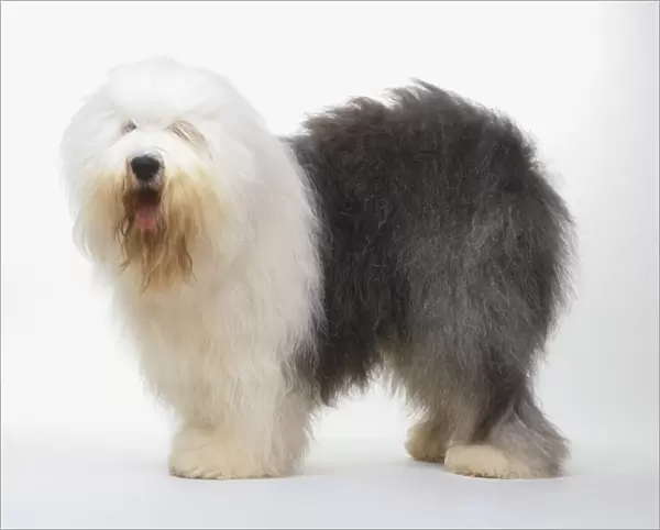 Half white, half grey Old English Sheepdog (Canis familiaris), standing, side view