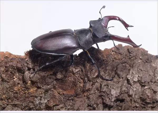 Side view of a male stag beetle on bark. It is displaying enlarged jaws. Also visible is the hard shell of the body, legs, and antenna