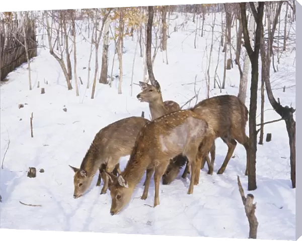 Deer feeding in snow-covered woodland