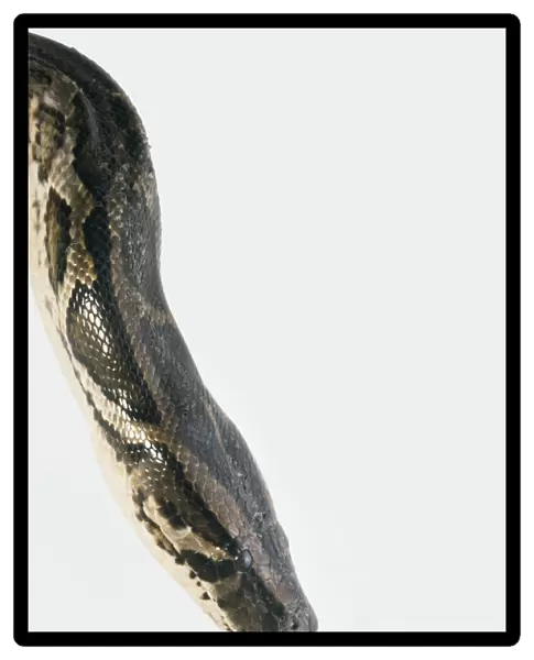 Head of Burmese python (Python molurus), hissing, close-up, side view
