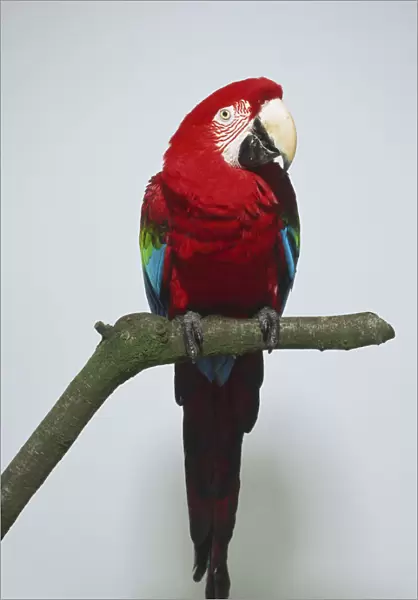 Green-winged Macow parrot (Ara chloroptera) perched on branch, front view showing off red plumage