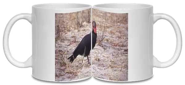 Ground Hornbill, Bucorvus leadbeateri, black body, red wattle, red bill, standing side-on, looking directly at camera, in sparsely-vegetated, sandy landscape