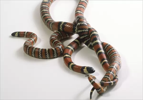 Pueblan Milk Snakes entwined in a mating pose