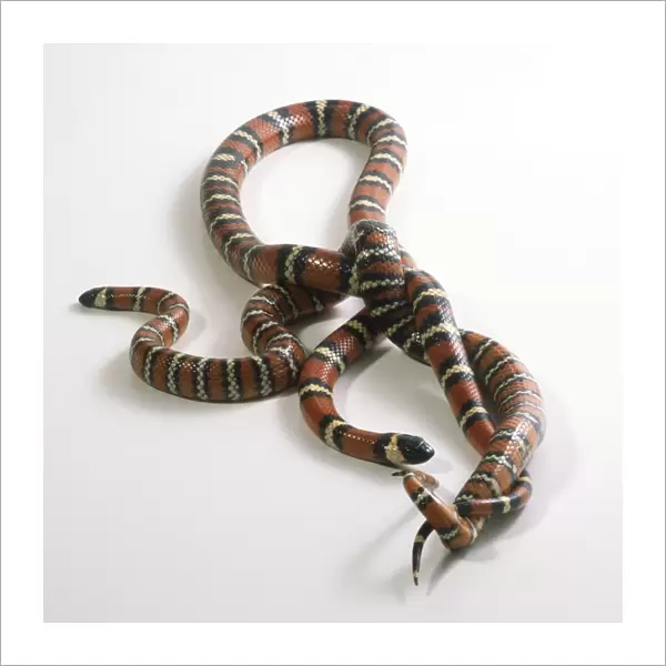 Pueblan Milk Snakes entwined in a mating pose