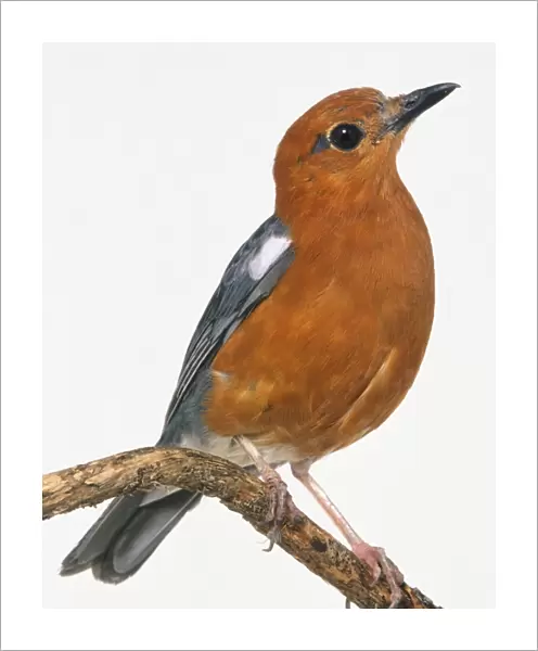 Front side view of a Orange-Headed Thrush, perched on a thin branch, showing the orange body feathers plumage, grey wings and tail feathers and head in profile