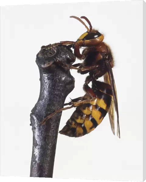 European Hornet (Vespa crabro) perched on branch, side view, close up