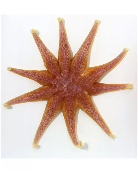 A bright orange Starfish (Asterias rubens)