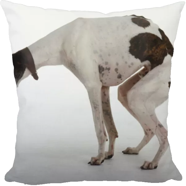 A brown and white spotted greyhound dog crouches to defecate
