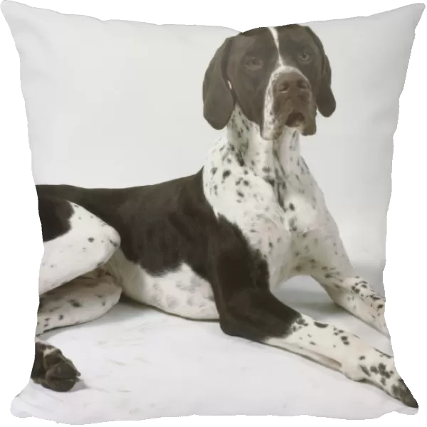 A lanky English pointer with a short brown and white coat lies on the floor with its long lean forelegs extended