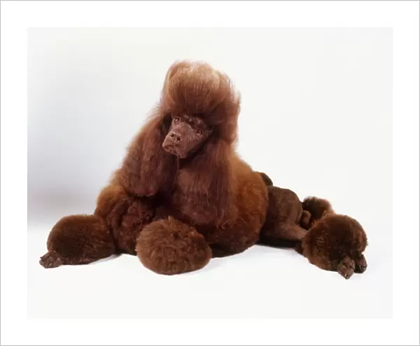 A neatly groomed dark brown standard poodle with long fluffy hair trimmed into ball shapes