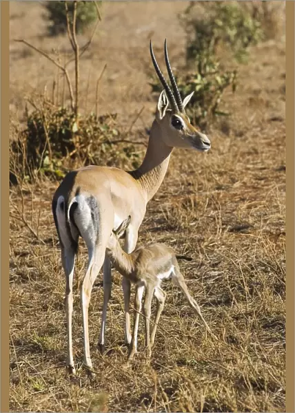 Kenya, Tsavo National Park, Grants gazelle (Nanger granti) with young suckling