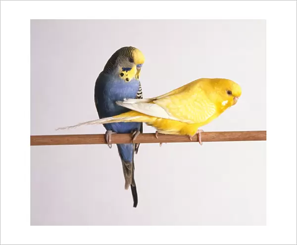 Male blue budgerigar and female yellow budgerigar perching on pole