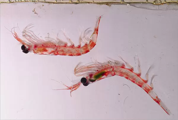 Two krill