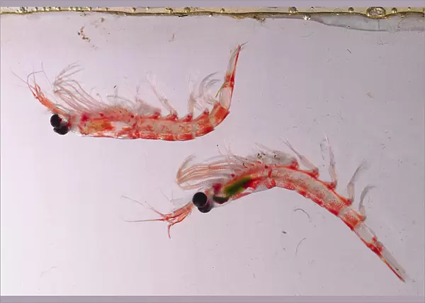 Two krill
