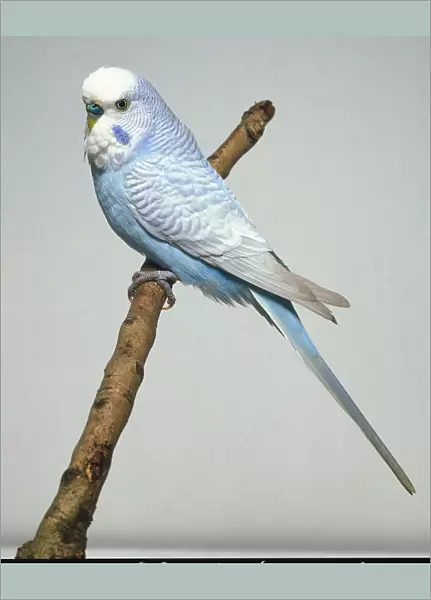 Rare grey wing budgie with blue belly seen from side on a twig