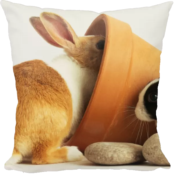 A brown and white rabbit with its head in a clay pot, next to two clay pots and stepping on some stones, is a black and white rabbit