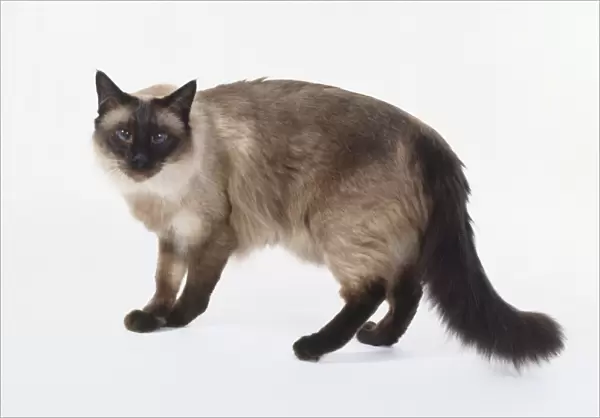 Seal Point Balinese cat with seal brown points and pale fawn coloured back, standing