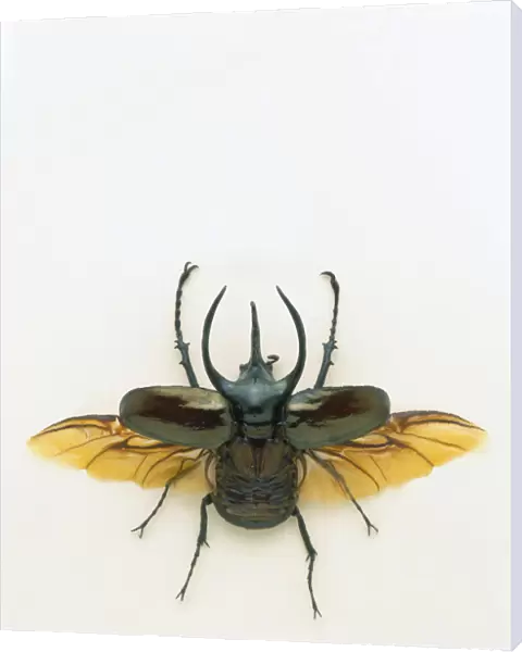 Male atlas beetle (Chalscosoma atlas) with wings open