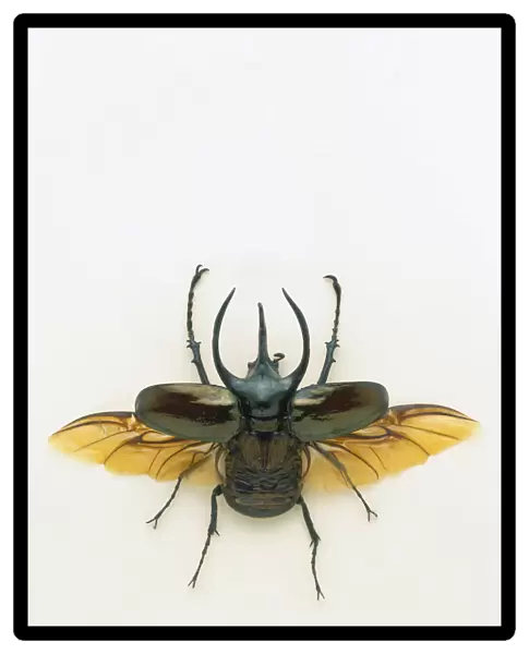 Male atlas beetle (Chalscosoma atlas) with wings open