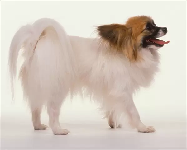 Papillon Dog (Canis familiaris) showing mainly white coat and brown head markings, side view