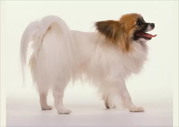 Papillon Dog (Canis familiaris) showing mainly white coat and brown head markings, side view