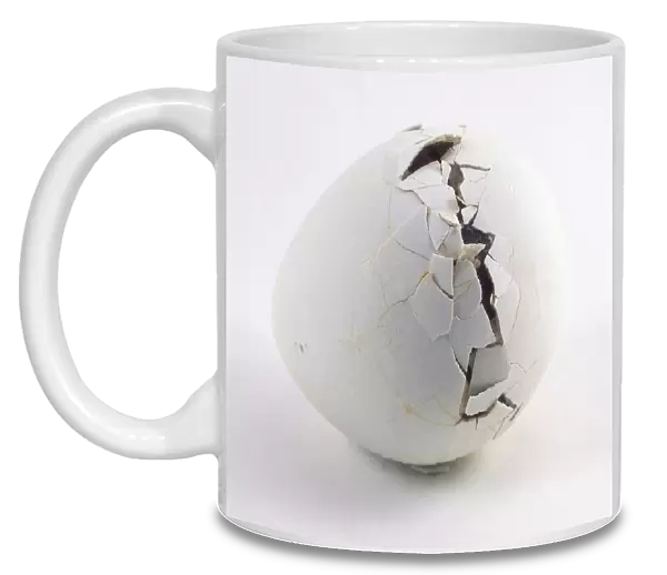 White penguin egg with medium crack