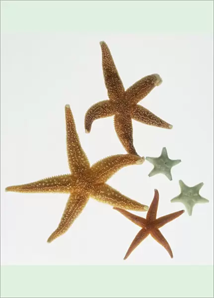 Five Starfish (Asterias rubens), close up