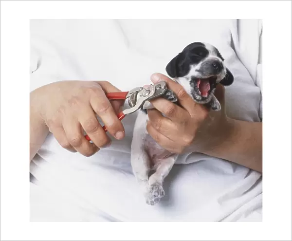 Black and white puppy having its nails clipped