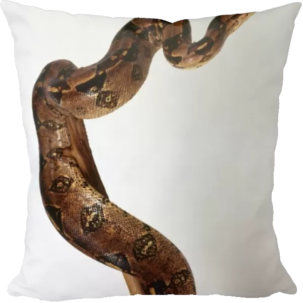 A slithering viper with dark red markings, Boa constrictor
