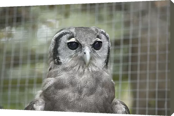 Milky Eagle Owl (Bubo lacteus), head