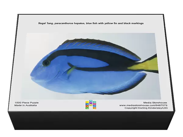 Regal Tang, paracanthurus hepatus, blue fish with yellow fin and black markings