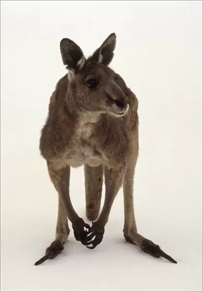 Front view of a kangaroo, looking away