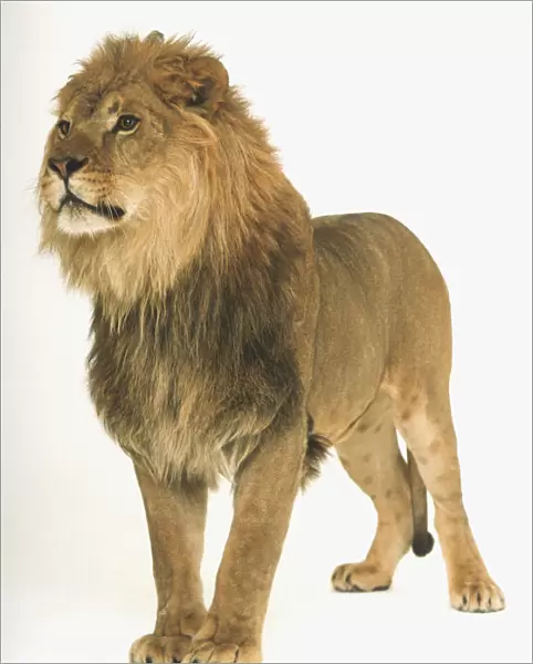 Male Lion (Panthera leo), standing with its front paws together and its tail between its hind legs