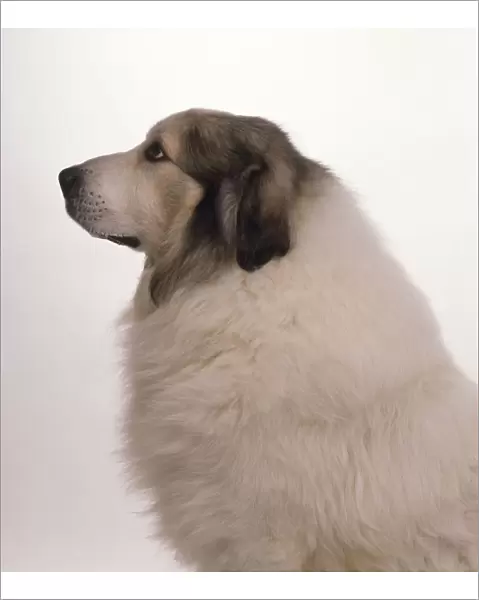 Profile headshot of a Pyrenean Mountain Dog
