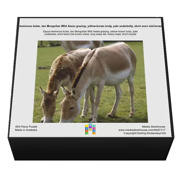 Equus hemionus kulan, two Mongolian Wild Asses grazing, yellow-brown body, pale underbelly, short erect mid-brown mane, long wispy tail, heavy head, short muzzle