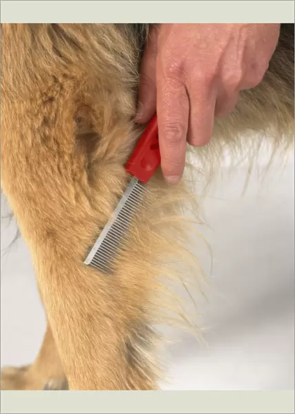 Using pet comb to groom fur on leg of long haired German Shepherd dog