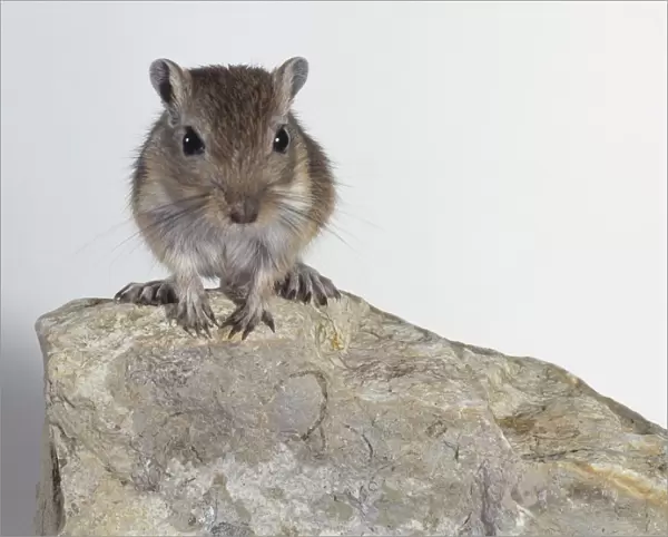 Mongolian gerbil (Meriones unguiculatus) perching on a rock, close-up, front view