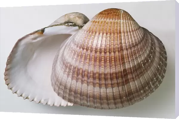 Giant Cockle Shell