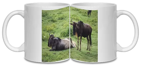Wildebeest, Connochaetes taurinus, grazing in open grassland, young wildebeest behind adult lying down, another standing, dark brown body, long dark mane, white beard, long curled horns, long tail