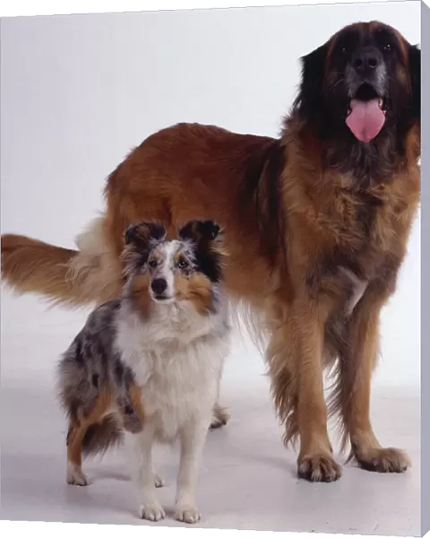 A large panting dog with thick reddish-brown fur stands beside a smaller white, black and tan dog