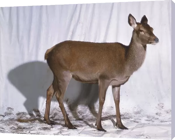 Female Red Deer or Hind (Cervus elaphus), side view